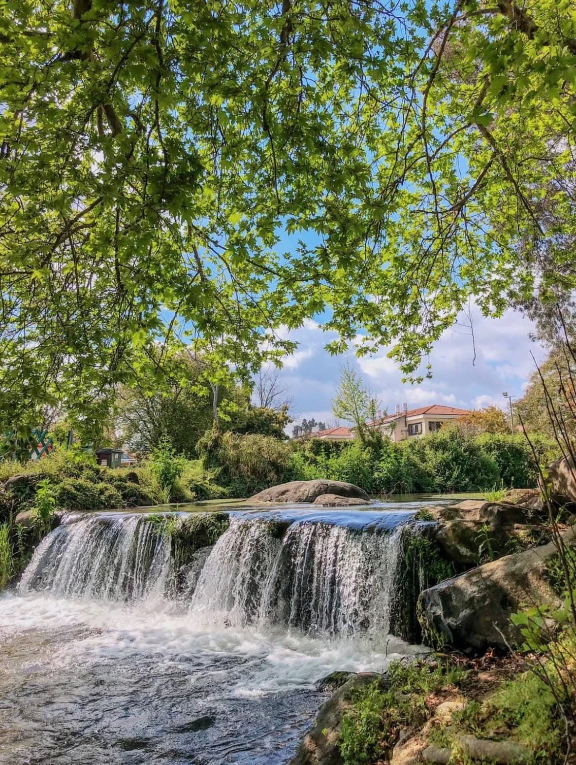 דפנאים בדפנה
